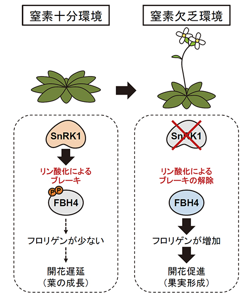 シロイヌナズナにおける窒素応答性開花を制御する分子メカニズムのモデル