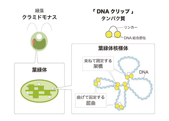 本研究の概要図