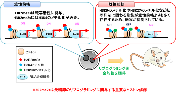 本研究の概要図