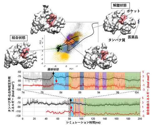 Hypersound-Perturbed Molecular Dynamics Simulationによって捉えたタンパク質-化合物結合パスウェイ