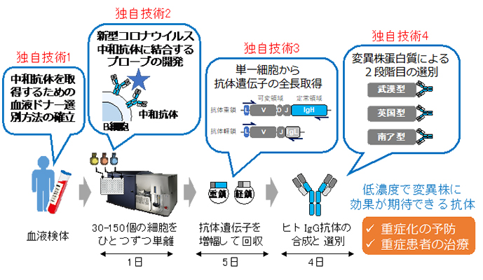 新型コロナウイルス中和抗体取得工程