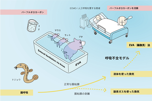 EVA法の概要