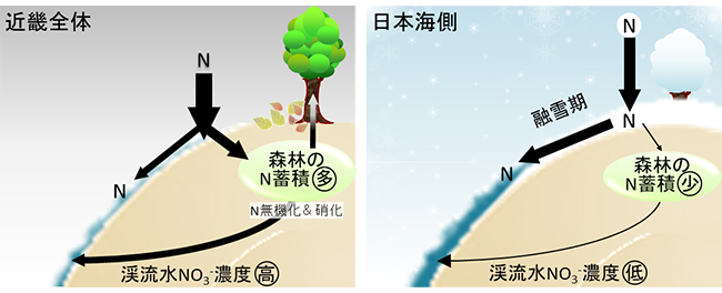 近畿全体と日本海側（多雪地域）における森林渓流水のNO3-濃度形成のメカニズムの違い
