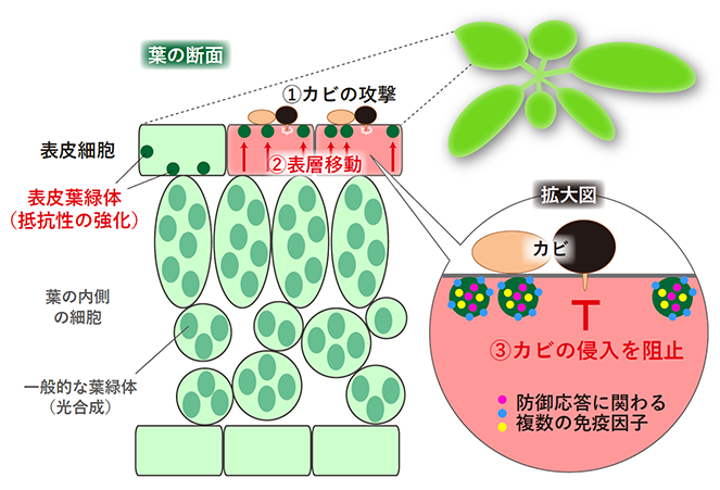 本研究の概要図