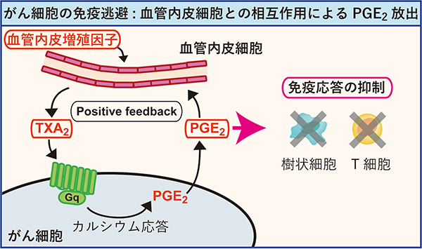 本研究の概要図