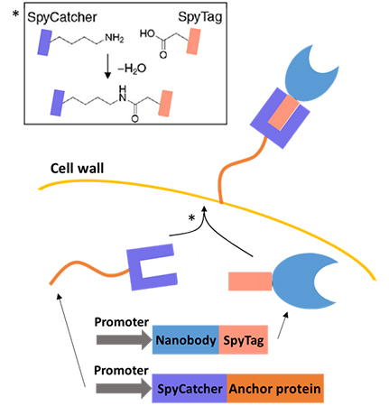 本研究で発明したSpyTag/SpyCatcher表層