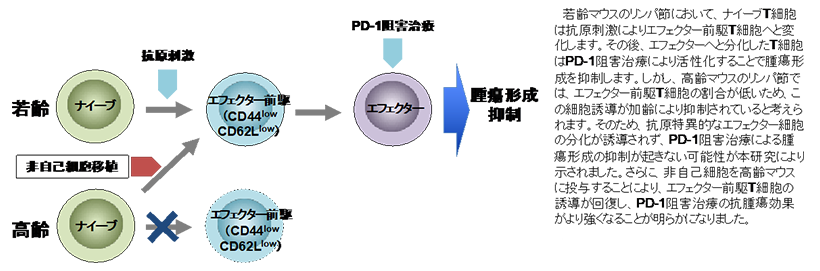エフェクター前駆T細胞の誘導とPD-1阻害治療効果との関係