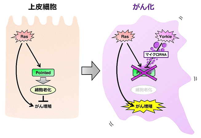 本研究の概要図