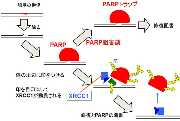 本研究の概要図