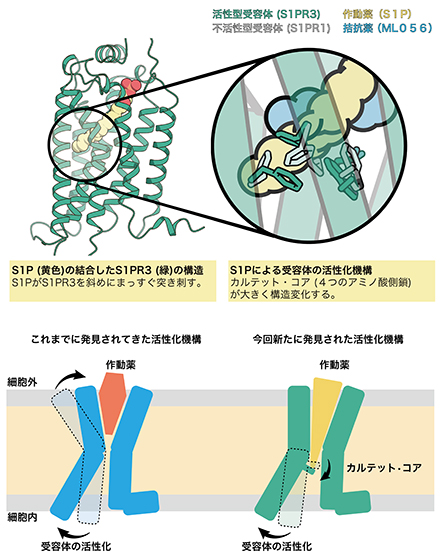 本研究の概要図