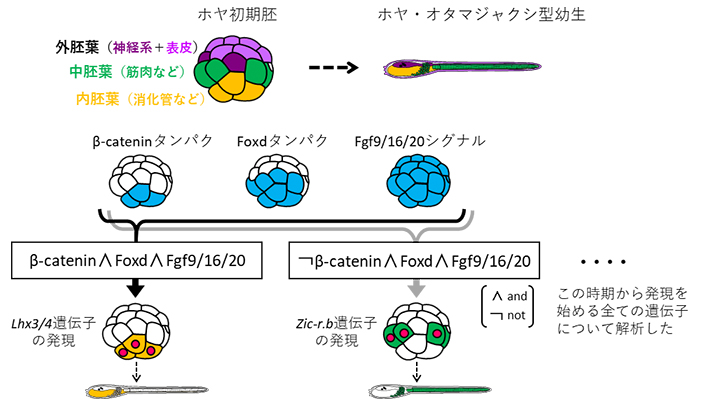 本研究の概要図