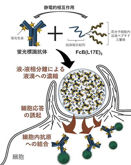 本研究の概要図