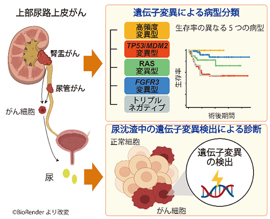 本研究の概要図