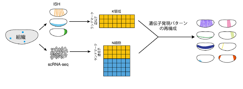 空間的遺伝子発現パターンの再構成の流れ