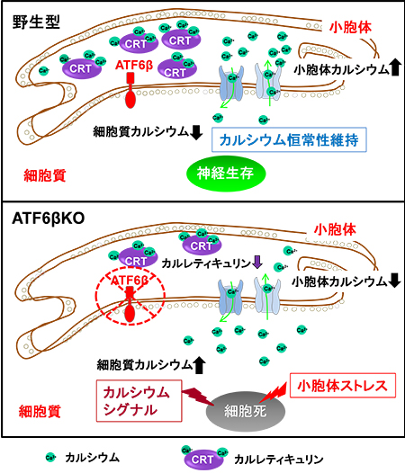 ATF6β－カルレティキュリン経路による神経細胞内カルシウム制御