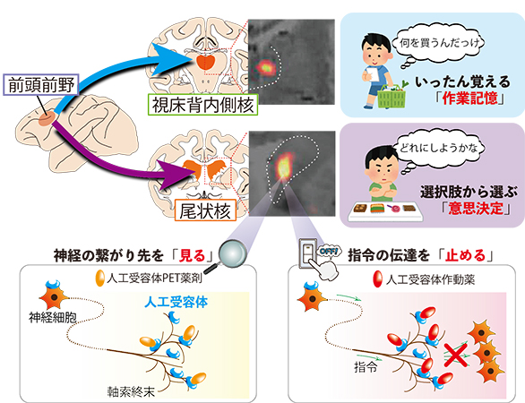 本研究の概要図