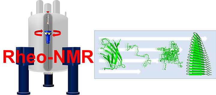 せん断力を加えた状態でNMR測定を行うRheo-NMR法を用いて、SOD1のアミロイド線維化過程を高分解能で詳細に解析することに成功しました。