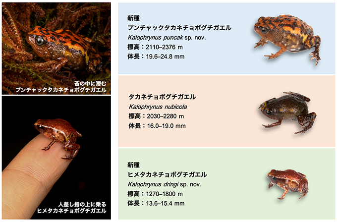 本研究の概要図