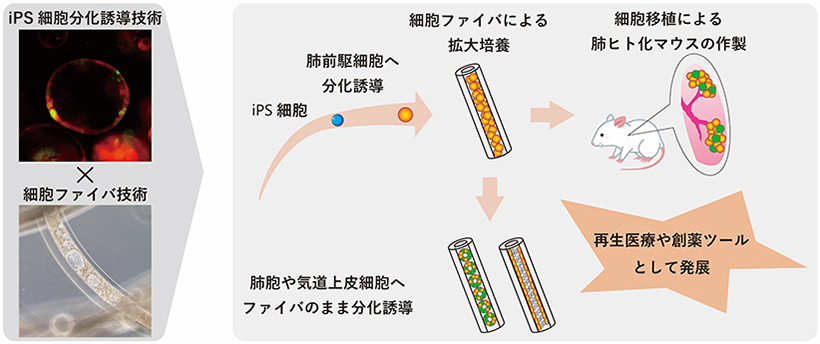 本研究の概略図