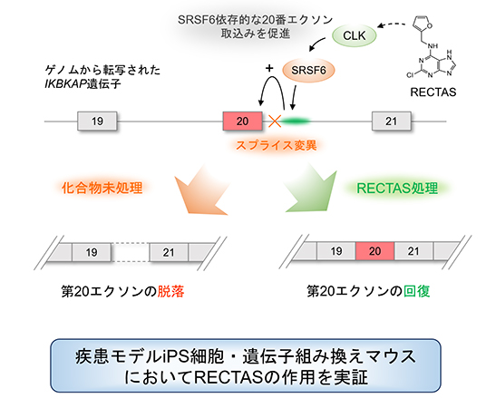 本研究の概要図