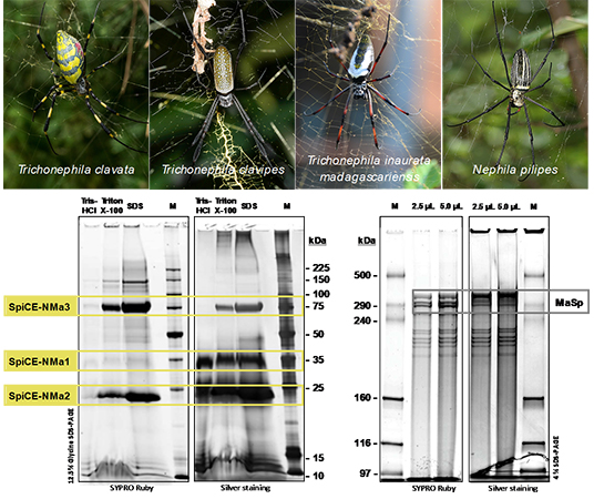 オミクス解析に用いた４種のジョロウグモ近縁種とそのクモ糸含有タンパク質