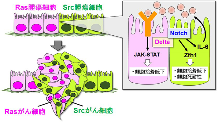 本研究の概要図