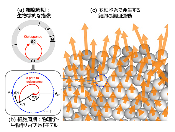 個々の細胞に成長と分裂を制御するために組み込まれている細胞周期（a）、（b）と、コロニーの成長などの多細胞系で発生する統率された集団運動（c）の概念図