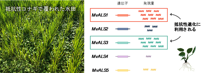 本研究の概要図