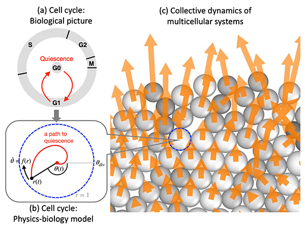 Figure: Schematic illustrations for cell cycle (a)(b), which controls cell growth and division, and coordinated collective motions in multicellular systems (c).