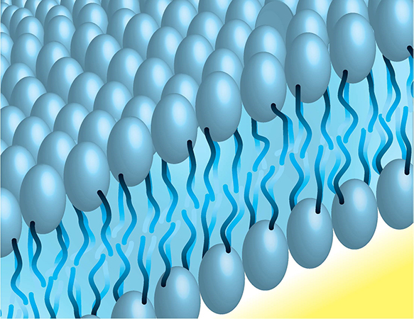 脂質膜の概念図