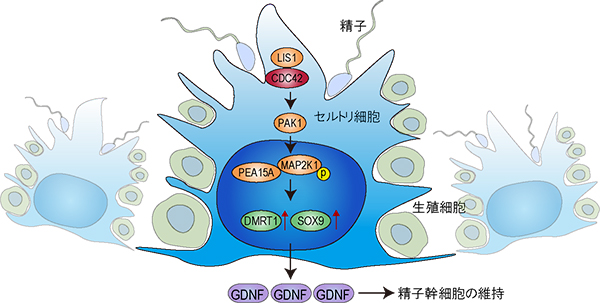 GDNFはセルトリ細胞より大量に産生され精子幹細胞の維持に必須な分子です。今回の実験でその上流分子としてCDC42-PAK1-ERK1,2/PEA15A経路が同定されました。このシグナル伝達経路を刺激すれば精子形成が減弱している不妊症患者の精巣でも精子形成が促進できる可能性があります。