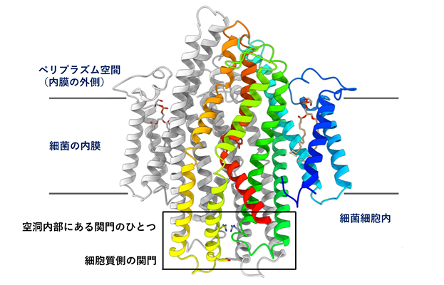 本研究の概要（SbmAの立体構造）