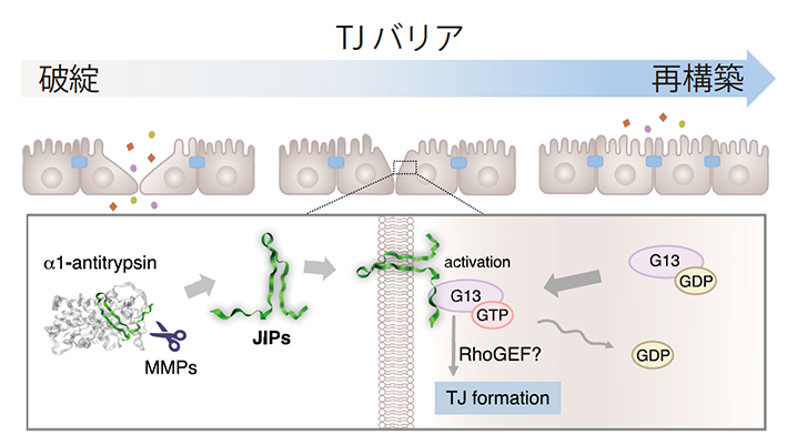 上皮組織修復時におけるJIPによるG13の活性化を介したタイトジャンクション形成の模式図