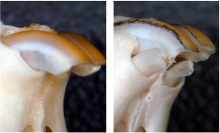 In mice deficient in USAG-1, an antagonist of BMP, the trace deciduous incisors survive and erupt as excess teeth (Kyoto University/Katsu Takahashi)