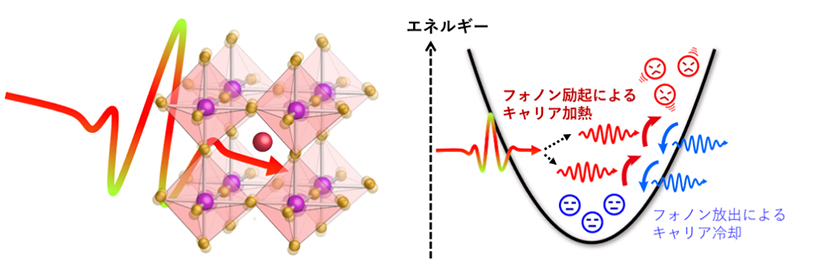 今回発見した、テラヘルツ光パルスをペロブスカイト半導体CH3NH3PbI3に照射して、光励起キャリアのエネルギー損失をフォノン励起により抑制する模式図。