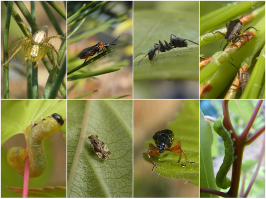 京都大学理学部植物園の実験サイトで観察された動物（植食性昆虫に加え、それらを餌とする捕食性の種も見られた）