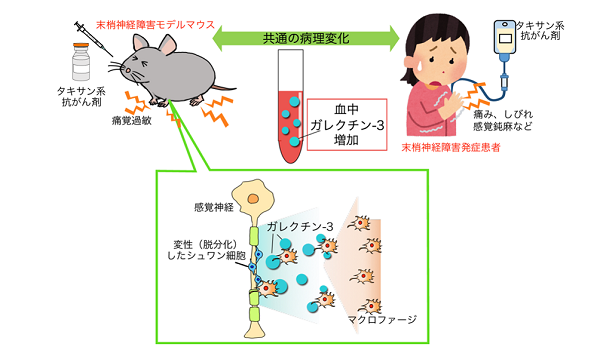 本研究の概要図