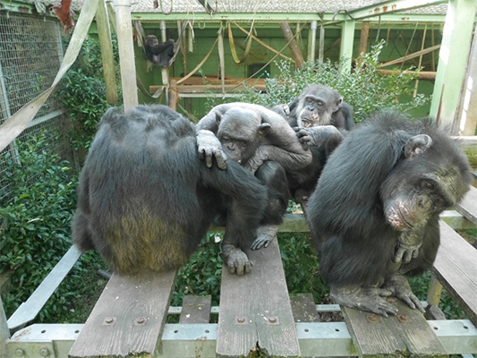 図:チンパンジーにとって、異なる集団というのは敵対する脅威となる。飼育のチンパンジー集団に知らない個体の声を聞かせると、集団内の結束が強くなることが個体間近接度や親和行動の分析から明らかとなった。(写真撮影:野上悦子 京都大学熊本サンクチュアリ)