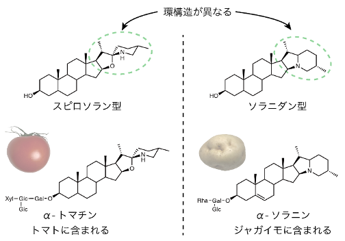 トマトとジャガイモに含まれるSGAの構造
