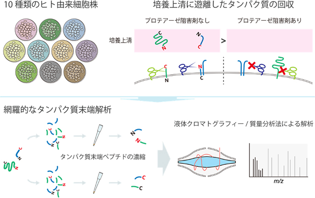 本研究の概要図