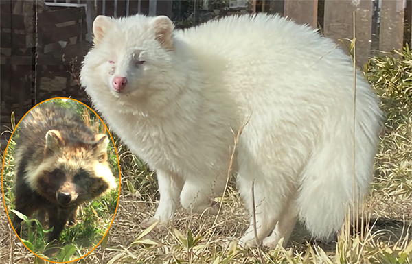 飯田市で害獣防除の捕獲器に入ったタヌキの「リュウ」（写真提供：古賀章彦）