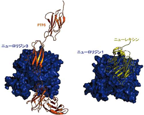 ニューロリジン３- PTPδ複合体の構造