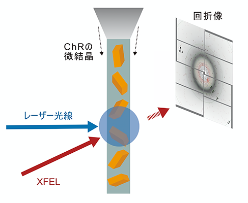 時分割結晶構造解析の概要図