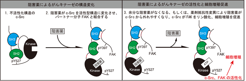 本研究の概要図