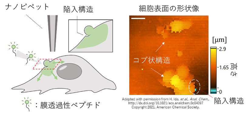 本研究の模式図(左)とSICMによる形状測定結果(右)。