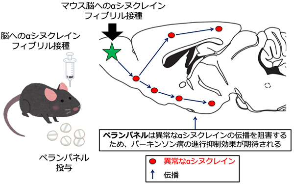 パーキンソン病モデルマウスの脳におけるαシヌクレイン凝集体の伝播とペランパネルの効果