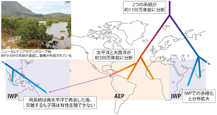 本研究の概要図