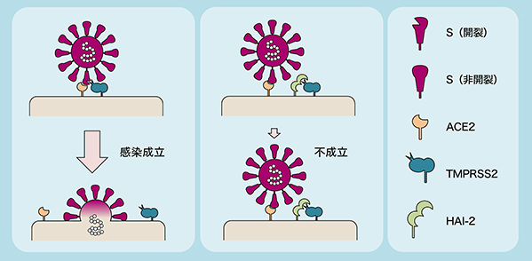 本研究の概要図