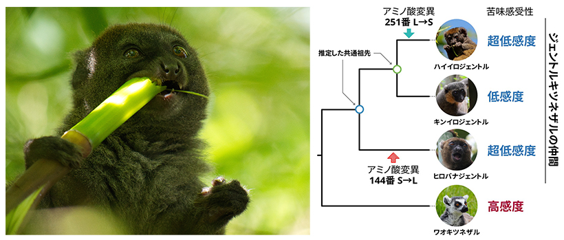 (左)竹を食べるハイイロジェントルキツネザル(c)糸井川壮大(右)本研究のまとめ