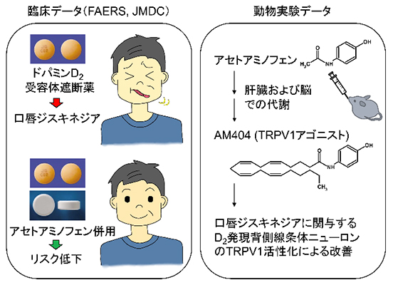 本研究の概要図